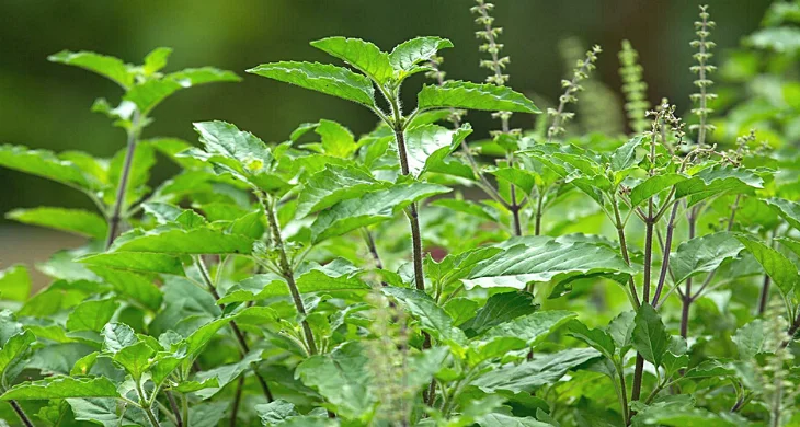 তুলসী পাতার উপকারিতা ও অপকারিতা